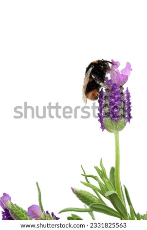 Lavender herb flowers with a bumble bee gathering pollen, over white background.