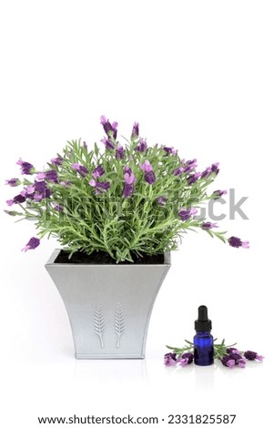 Lavender herb plant in flower in a distressed pewter pot, with an aromatherapy essential oil glass dropper bottle and flowering leaf sprig, over white background.
