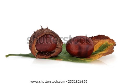 Chestnuts whole with one in a husk with leaf, isolated over white background with reflection. Castanea.