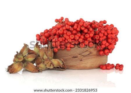 Wild rowan berry fruit in an olive wood bowl with scattered hazelnuts, isolated over white background.
