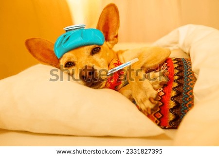 sick and ill chihuahua dog resting having a siesta or sleeping with thermometer and hot water bottle