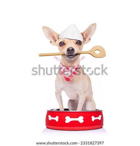hungry chihuahua dog inside empty bowl, isolated white background , begging for food, with wooden spoon in mouth, and chef hat as a cook