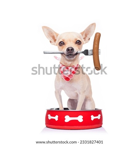 hungry chihuahua dog inside empty bowl, isolated white background , begging for food , fork and sausage in mouth