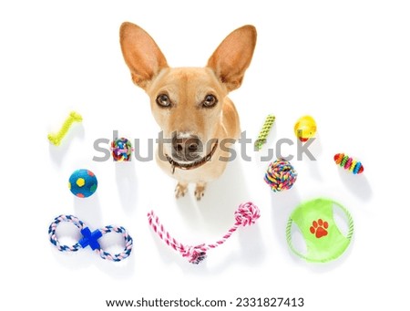 curious podenco dog looking up to owner waiting or sitting patient to play or go for a walk, isolated on white background, with a lot of pet toys