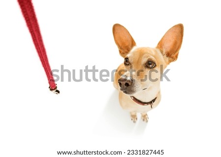 chihuahua podenco dog waiting for owner to play and go for a walk with leash outdoors