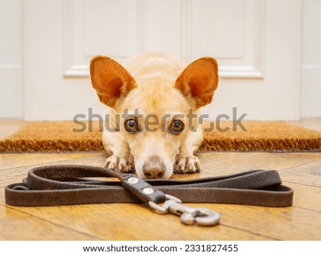 poidenco chihuahua dog waiting for owner to play and go for a walk on doormat with leash on the floor ,behind home door entrance