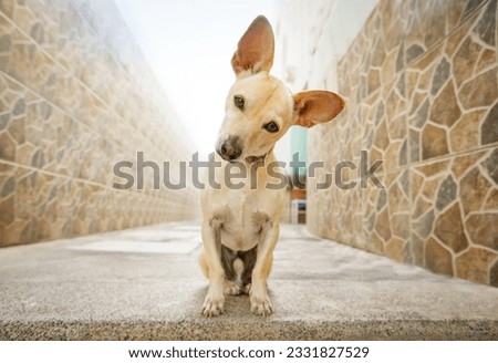 curious chihuahua dog waiting for owner to play and go for a walk with leash outdoors