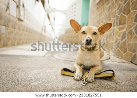 chihuahua dog waiting for owner to play and go for a walk with leash outdoors