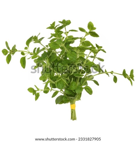 Oregano herb leaf sprigs tied in a bunch, isolated over white background. Origanum.