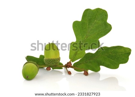 Oak leaf sprig with acorns isolated over white background.