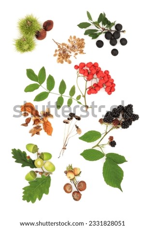 Wild autumn harvest produce of oak leaf and acorns, blackberry, rowan berry, sloe blackthorn berries and conkers, mushrooms, beech nuts, hazelnuts and seeds, isolated over white background.
