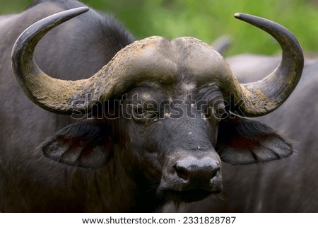 African buffalo- Syncerus caffer- South Africa