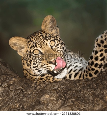 A portrait of a leopard lying in a tree while licking it-s lips
