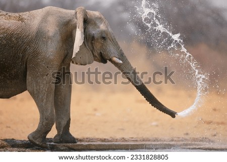 Little elephant spraying water- Loxodinta Africana- Etosha
