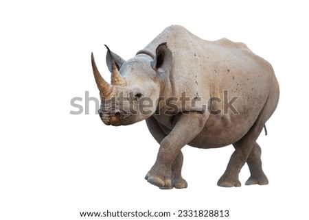 Black Rhinoceros isolated on white background- Diceros bicornis