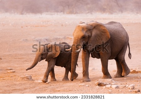 Elephant cow and calf walking over sandy plains of Etosha