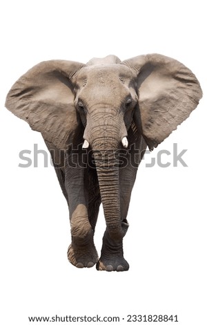 African Elephant isolated on white- Loxodonta Africana- Etosha