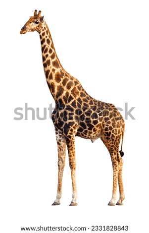 An adult Giraffe isolated against white background- Giraffa Camelopardalis Royalty-Free Stock Photo #2331828843