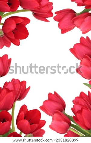 Tulip flowers forming an abstract border, isolated over white background with copy space.