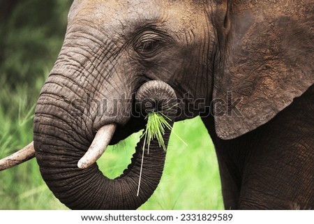 Close-up of a African Elephant eating green grass- Loxodonta Africana