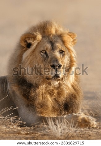 Close-up portrait of a male lion- panthera leo- Kalahari desert- South Africa