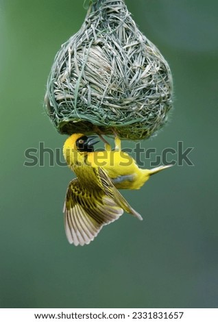 Masked Weaver- Ploceus Velatus- hanging upside down from nest- South Africa Royalty-Free Stock Photo #2331831657