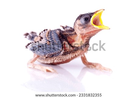 Hungry Baby Sparrow on white background