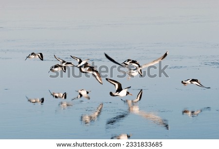 Flying oystercatchers and one seagull over winter sea in Denmark.