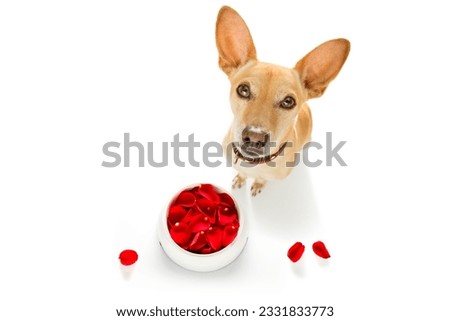 chihuahua podenco hungry dog in love for happy valentines day with flower rose petals and food bowl , looking up in wide angle