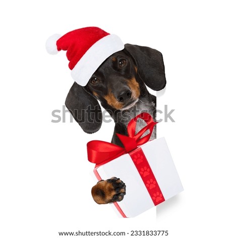funny dachshund sausage santa claus dog on christmas holidays wearing red holiday hat, isolated on white background, behind a banner or blackboard placard frame
