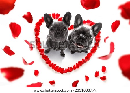 couple of french bulldog dogs in love for happy valentines day with petals and rose flower , looking up in wide angle