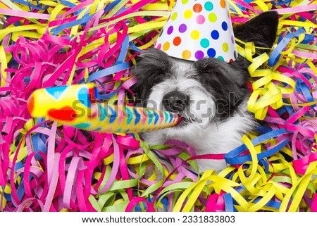 poodle dog having a party with serpentine streamers, for birthday or new years eve and blowing a whistle horn wearing a hat