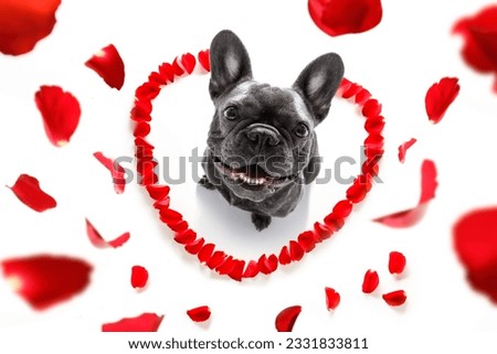 french bulldog dog in love for happy valentines day with petals and rose flower , looking up in wide angle