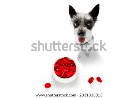 curious poodle hungry dog in love for happy valentines day with flower rose petals and food bowl , looking up in wide angle