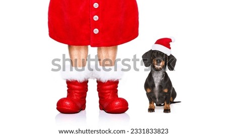 funny dachshund sausage santa claus dog on christmas holidays wearing red holiday hat, isolated on white background