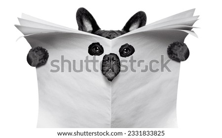 spy curious bulldog dog peeping through hole in empty blank newspaper, paper or magazine, isolated on white background