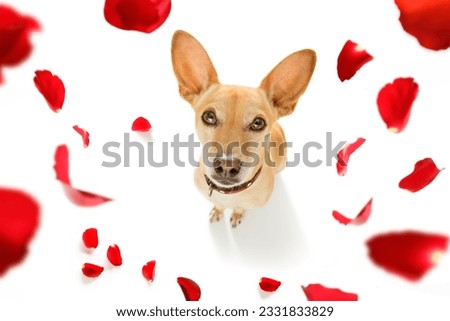 chihuahua podenco dog in love for happy valentines day with petals and rose flower , looking up in wide angle