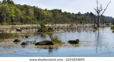 Picture illustrating a herd of water buffaloes in the heart of a shallow swampy lake in Cambodia, landscape depiction.