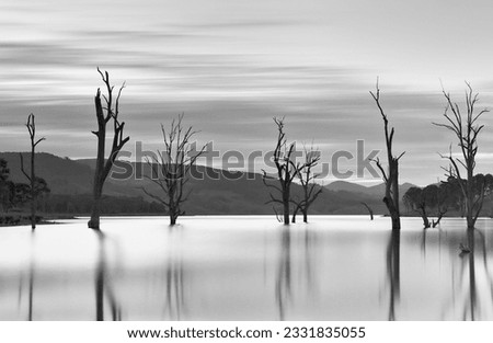 Steadfast trees stand in waters teaming with jumping fish. Long exposure shows the movement of the clouds and stills the waters.