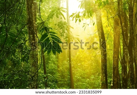 Tropical rain forest with morning sunlight shine through the dense, Selangor, Malaysia