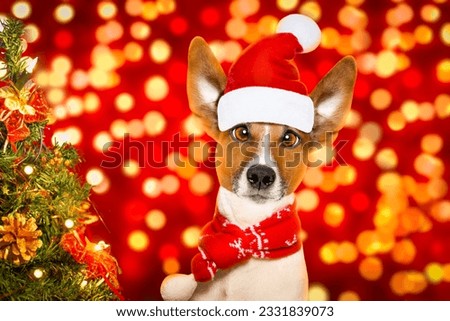 christmas santa claus jack russell dog with blur lights background with red hat , behind ,xmas decoration tree funny crazy silly eyes