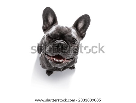 curious french bulldog dog looking up to owner waiting or sitting patient to play or go for a walk, isolated on white background, one eye closed