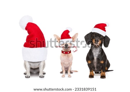 christmas santa claus row of dogs isolated on white background, with funny red holidays hat and candy stick