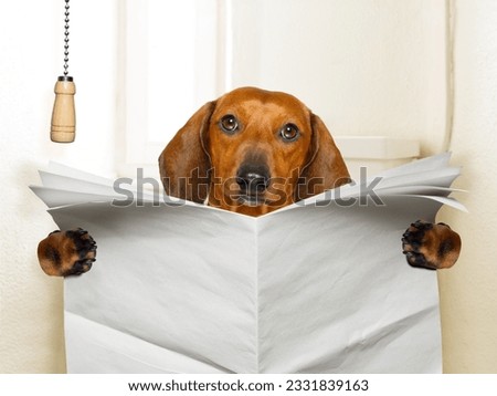 funny sausage dachshund dog sitting on toilet and reading magazine or newspaper with constipation, blank empty paper Royalty-Free Stock Photo #2331839163