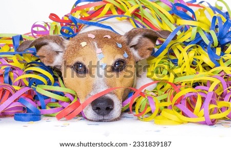 funny jack russell dog having fun and a party with serpentine streamers, for birthday or happy new year