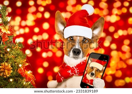 christmas santa claus jack russell dog with blur lights background with red hat , behind ,xmas decoration tree ,funny crazy silly eyes, taking a selfie with smartphone or cell phone