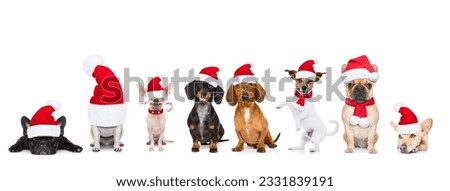 christmas santa claus row of dogs isolated on white background, with funny red holidays hat