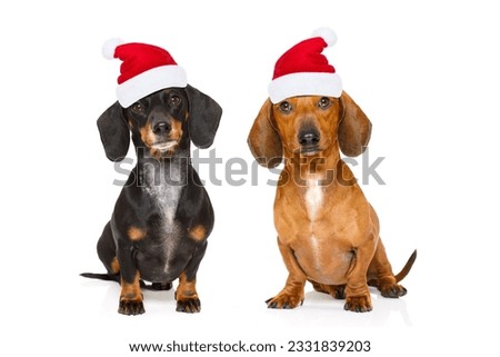 sitting and obedient couple of two dachshund or sausage santa claus dogs with red christmas hat , isolated on white background