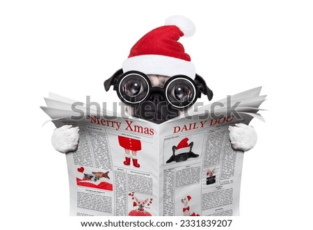dumb crazy pug dog with nerd glasses as an office business worker, isolated on white background, on christmas holidays vacation with santa claus hat ,reading a newspaper or magazine