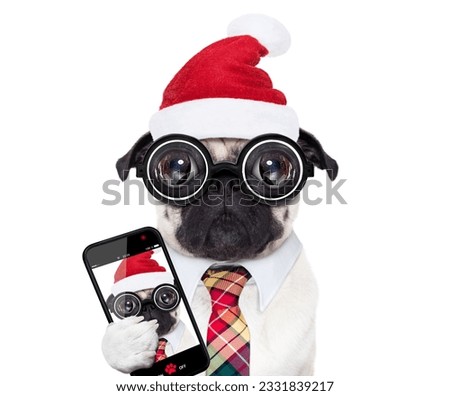 dumb crazy pug dog with nerd glasses as an office business worker, isolated on white background, on christmas holidays vacation with santa claus hat, taking a selfie